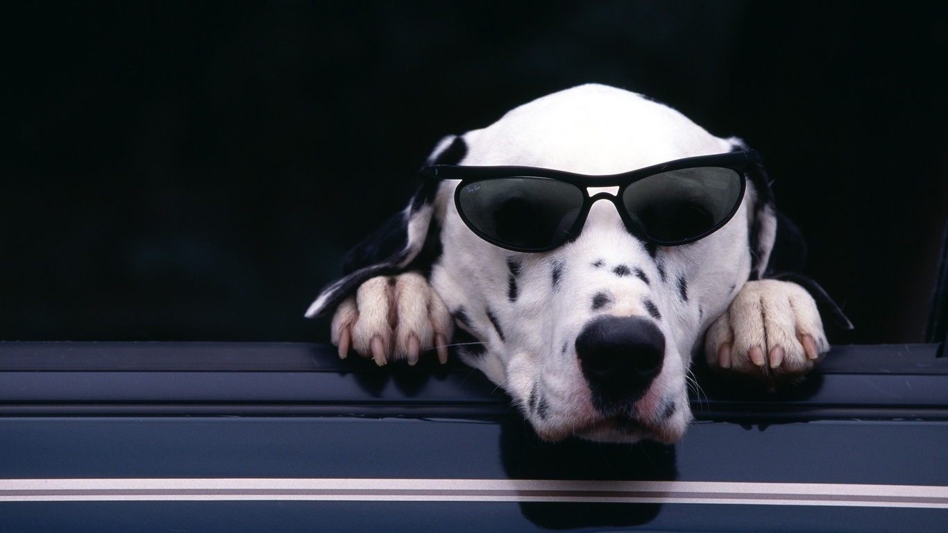 dalmatian, , , , , , 