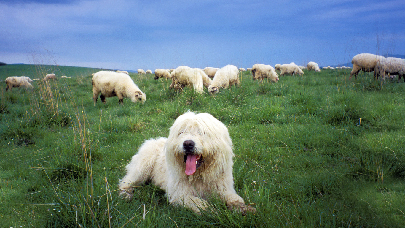 , ,   , , Sheepdog