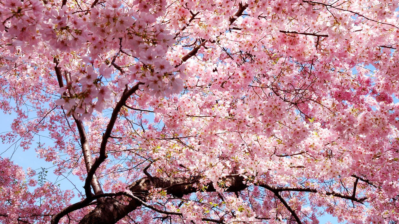 sakura, , , Japan, , , , 