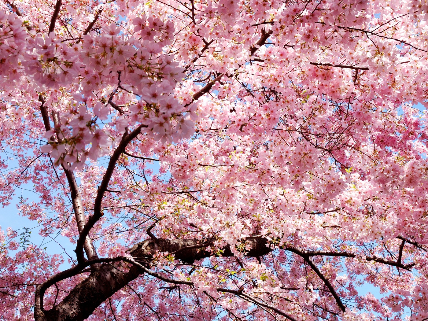 sakura, , , Japan, , , , 