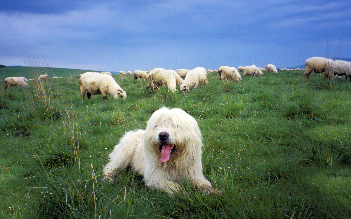 , ,   , , Sheepdog