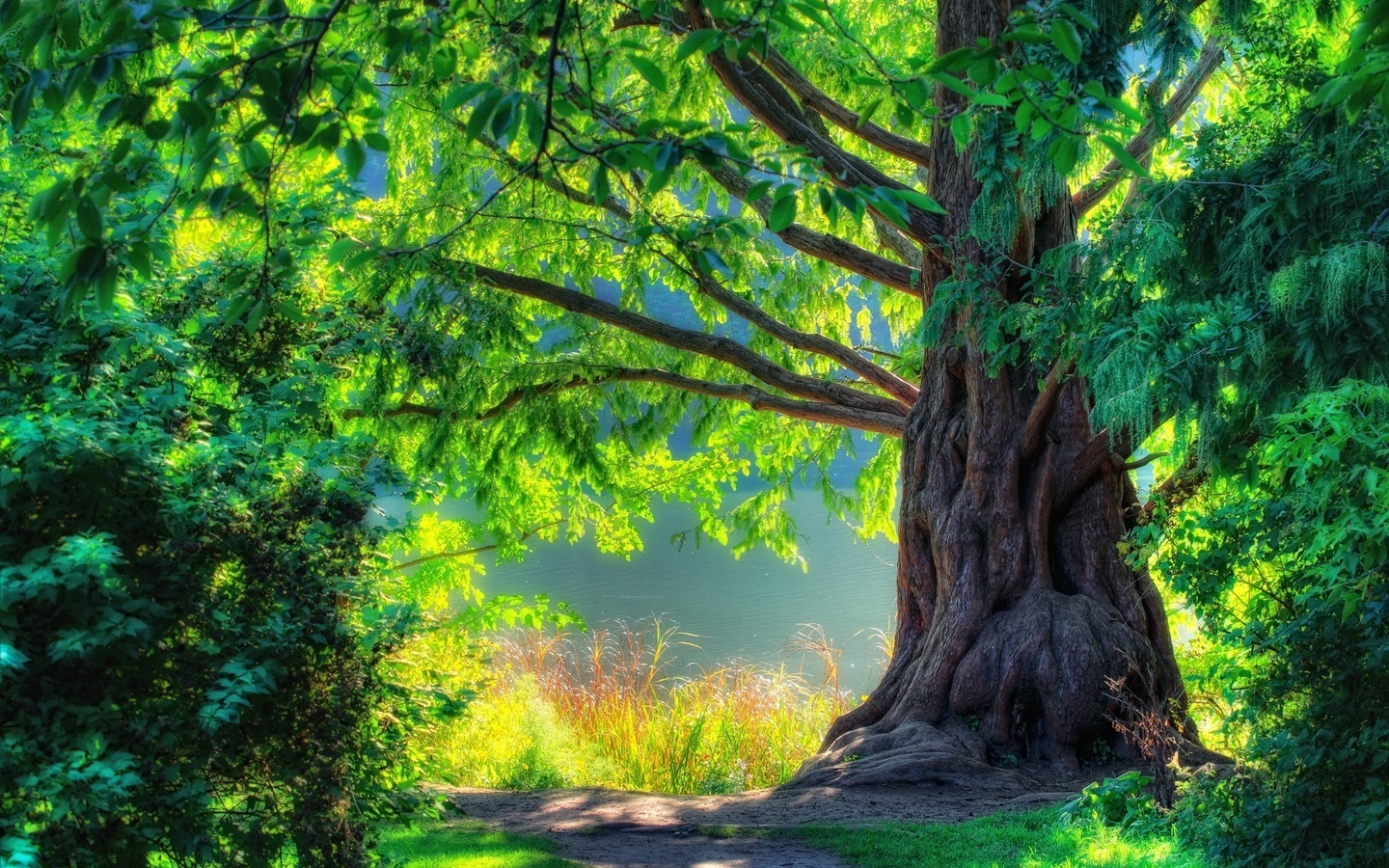 walk, green, cool, Nature, spring, nice, beautiful, landscape, forest, tree, scenery