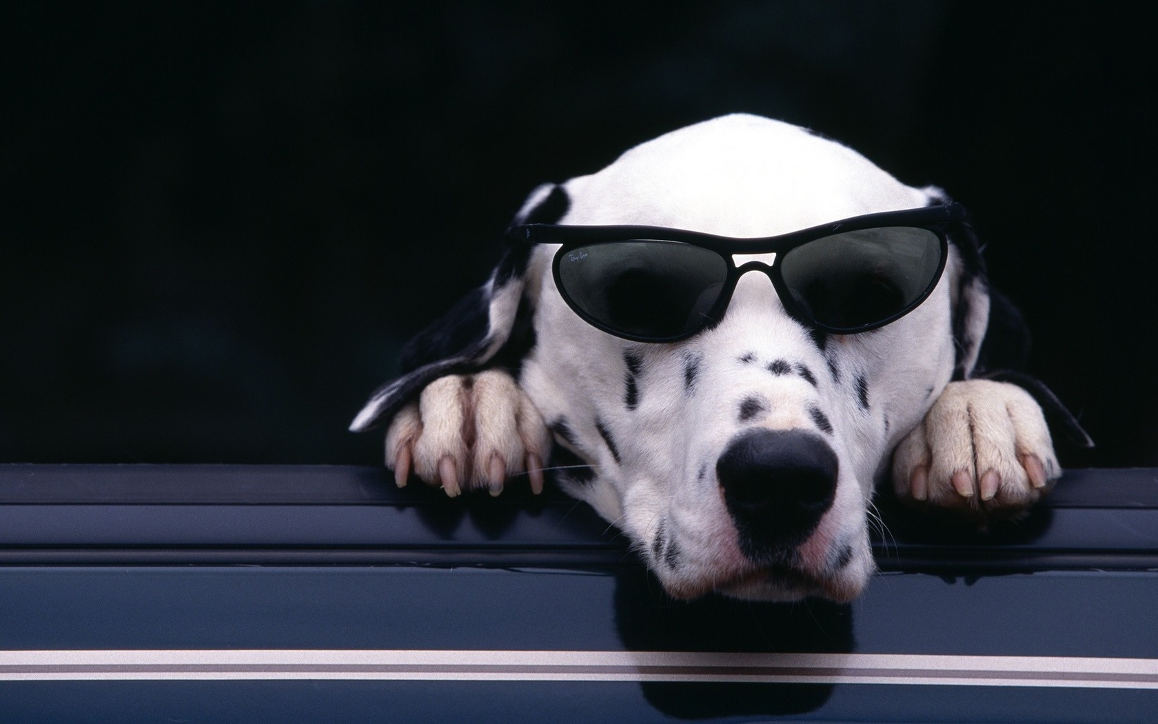 dalmatian, , , , , , 