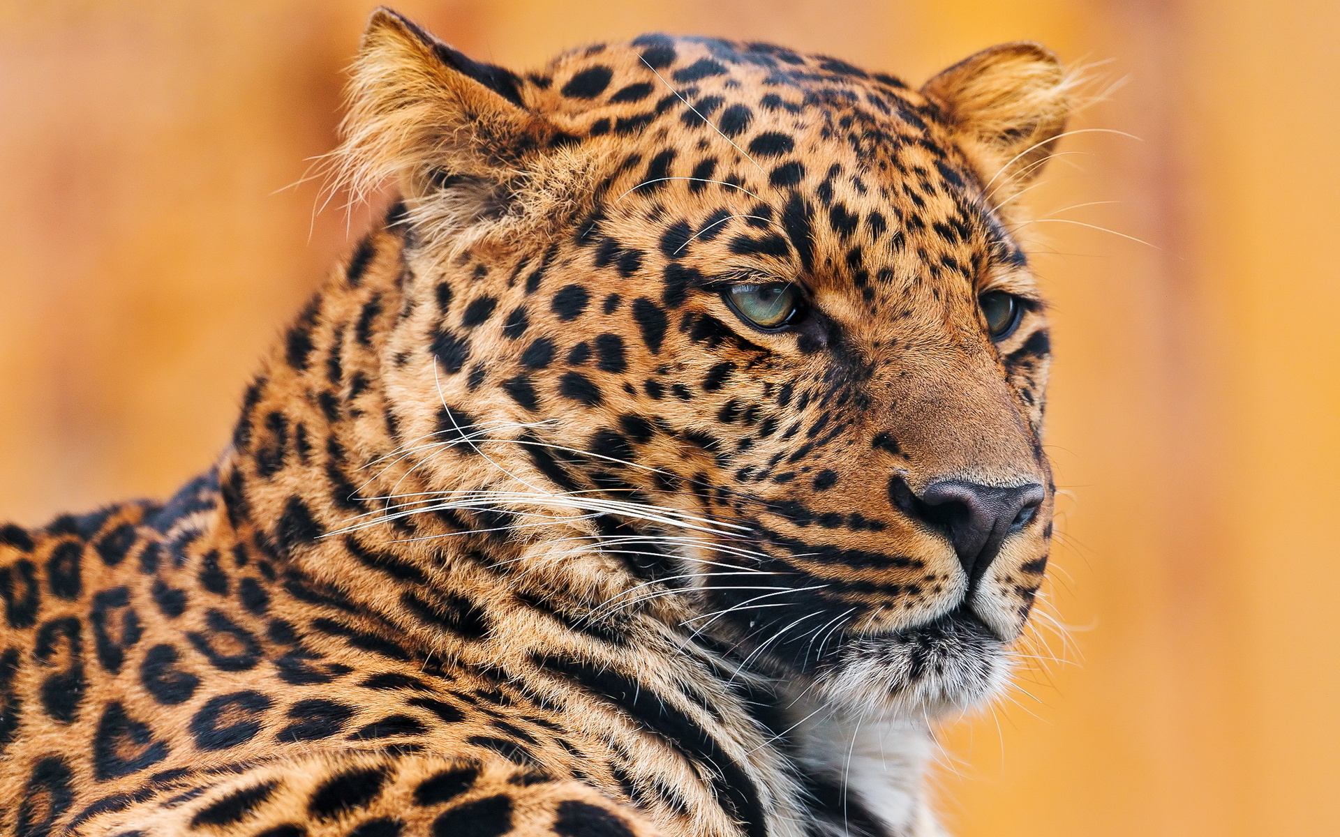 , , leopard, , 