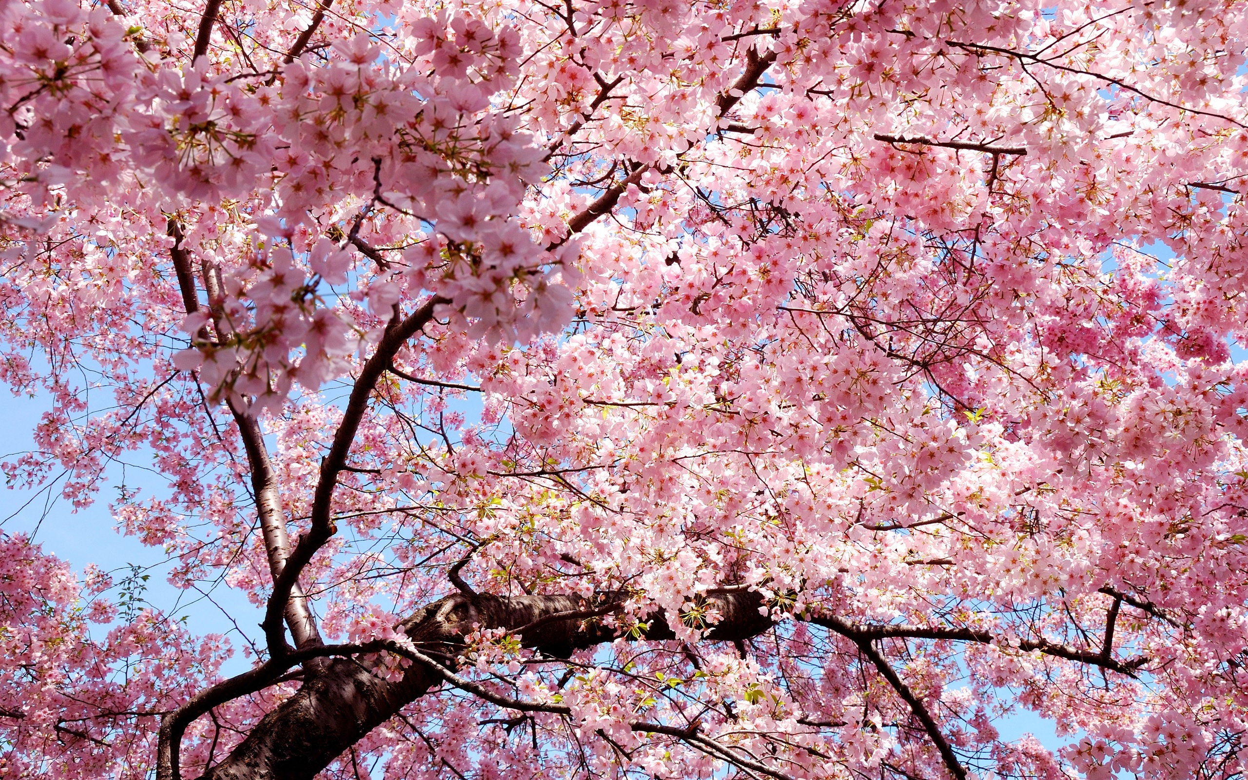 sakura, , , Japan, , , , 