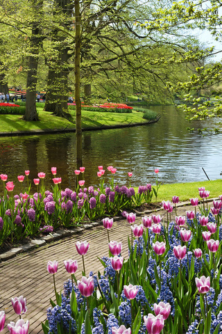 netherlands, , , , Keukenhof, garden of europe