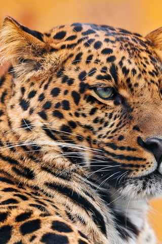 , , leopard, , 