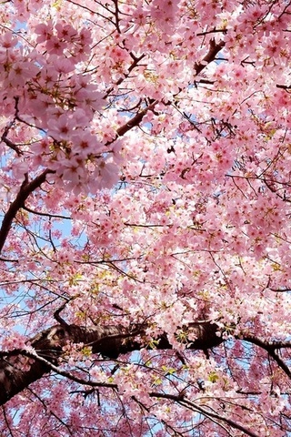 sakura, , , Japan, , , , 