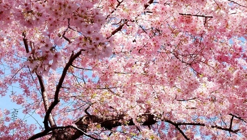 sakura, , , Japan, , , , 