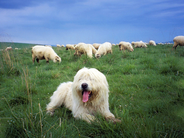 , ,   , , Sheepdog