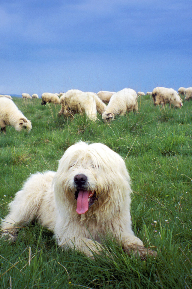 , ,   , , Sheepdog