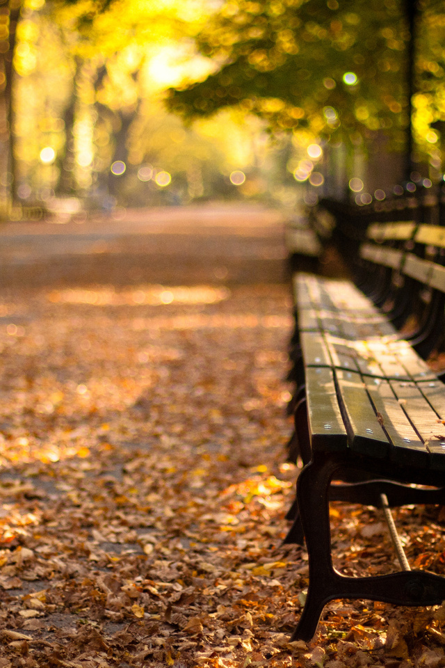 -, central park, new york, autumn, , sunset