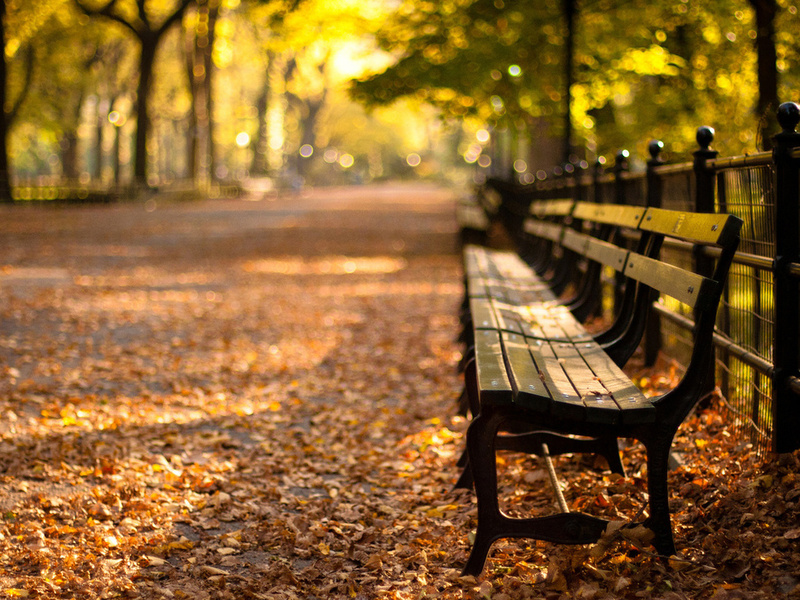 -, central park, new york, autumn, , sunset