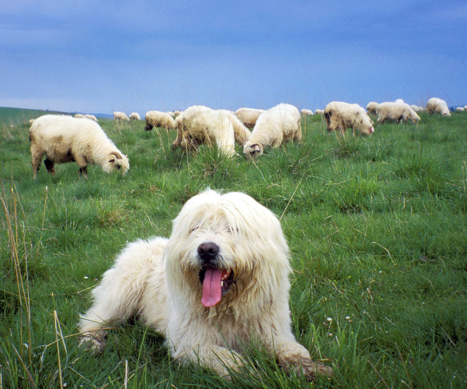 , ,   , , Sheepdog