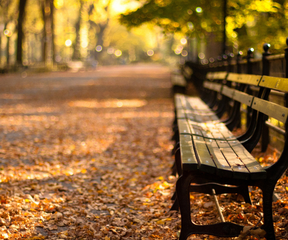 -, central park, new york, autumn, , sunset