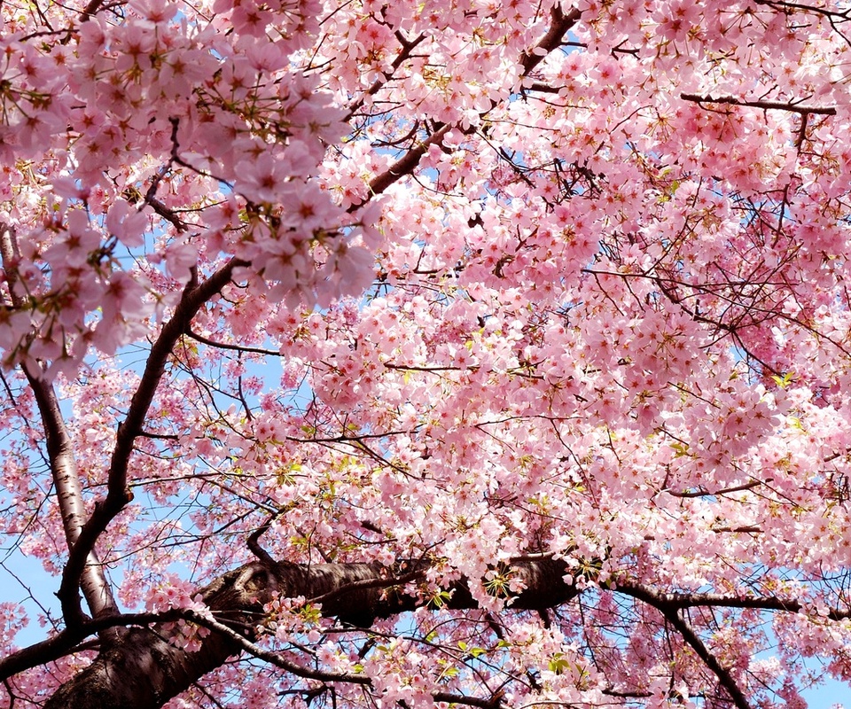 sakura, , , Japan, , , , 