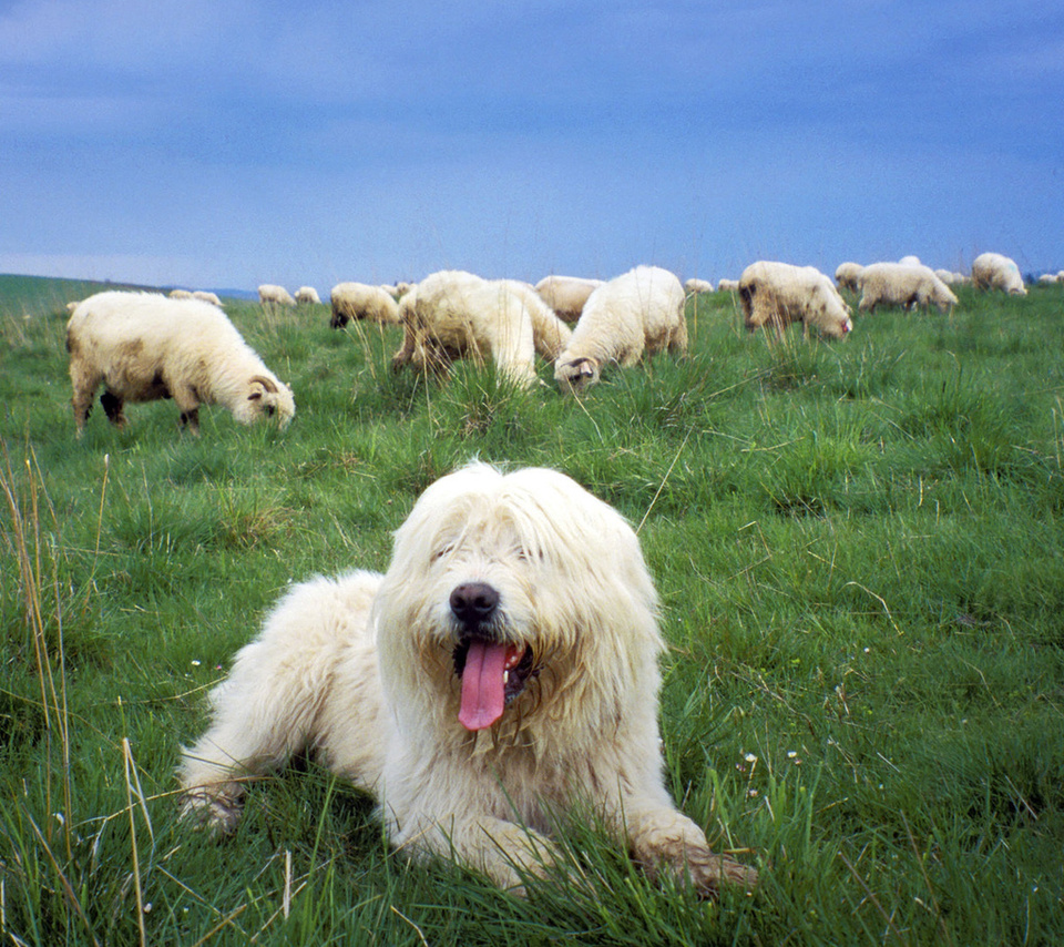 , ,   , , Sheepdog