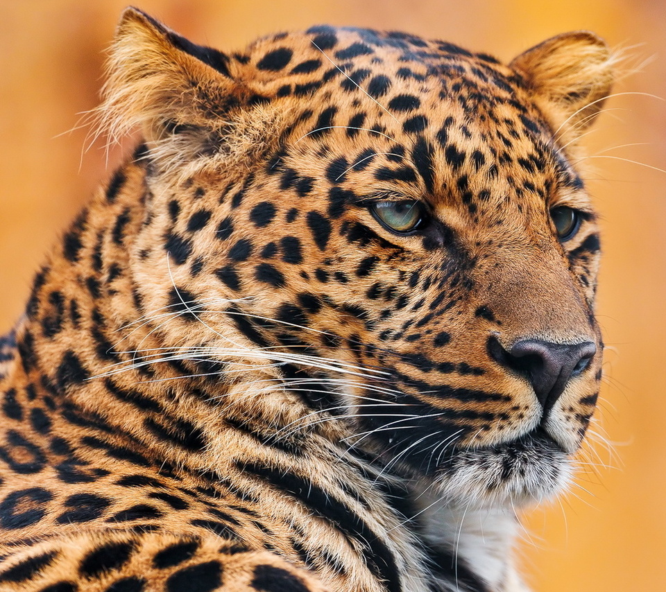 , , leopard, , 