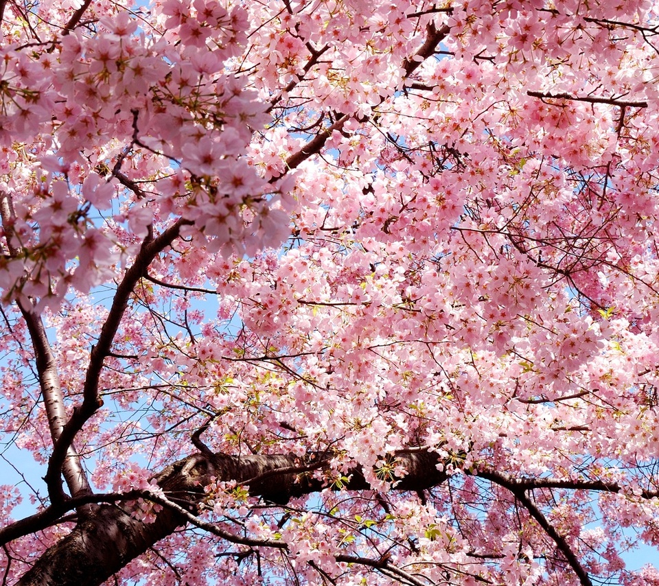 sakura, , , Japan, , , , 