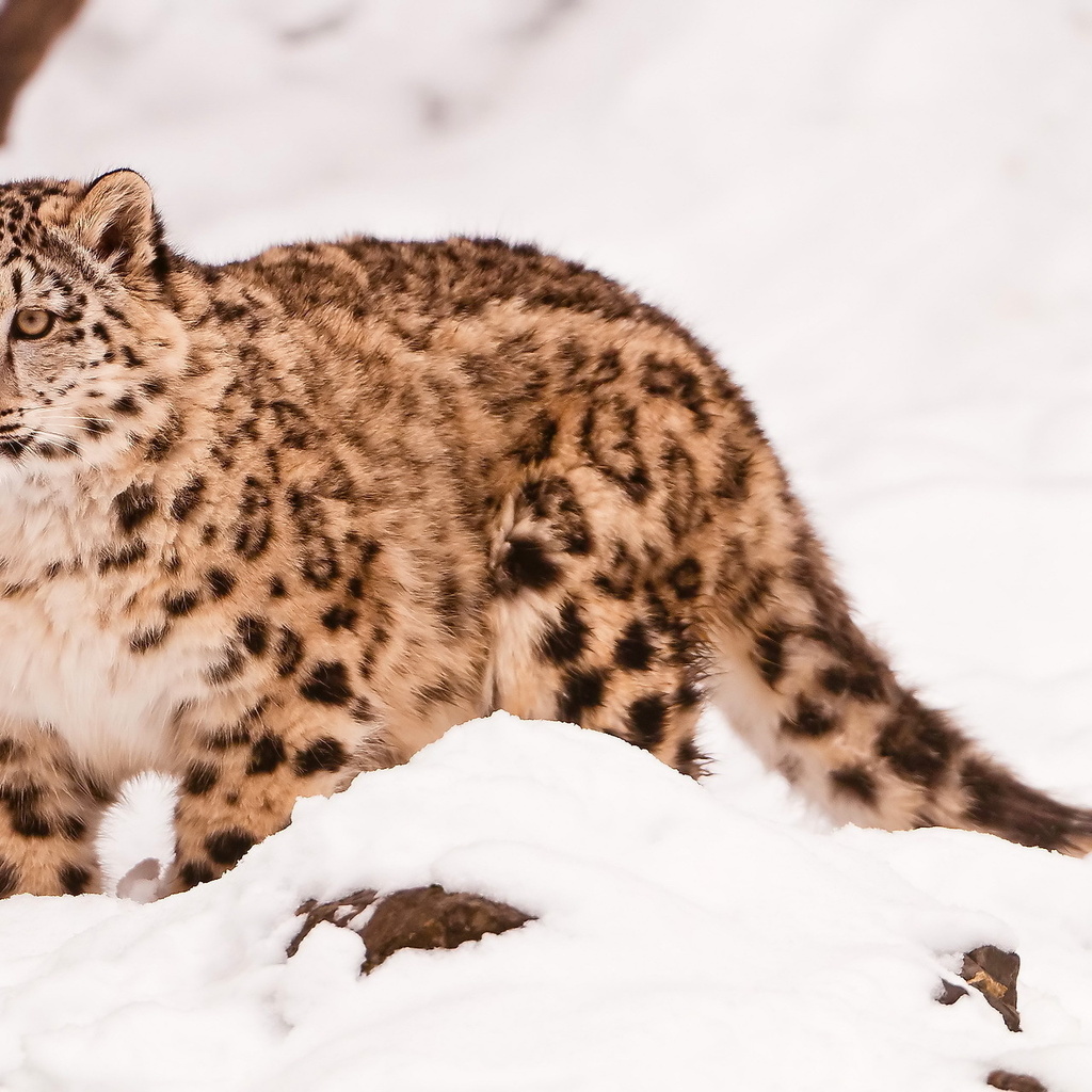  , snow leopard, uncia uncia, 