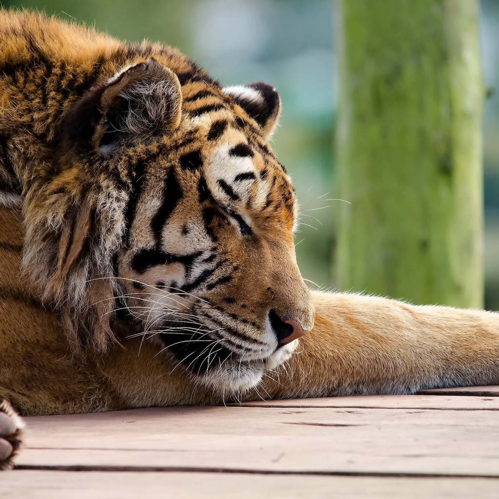 , , tiger, panthera tigris, , 