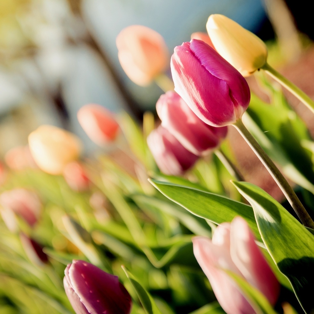 tulips, , , 