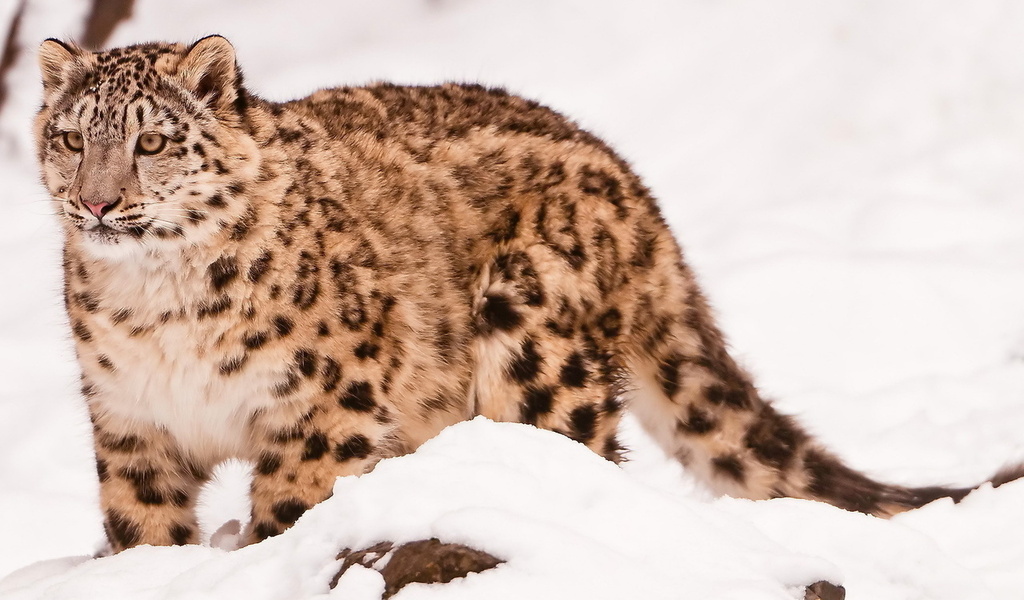  , snow leopard, uncia uncia, 