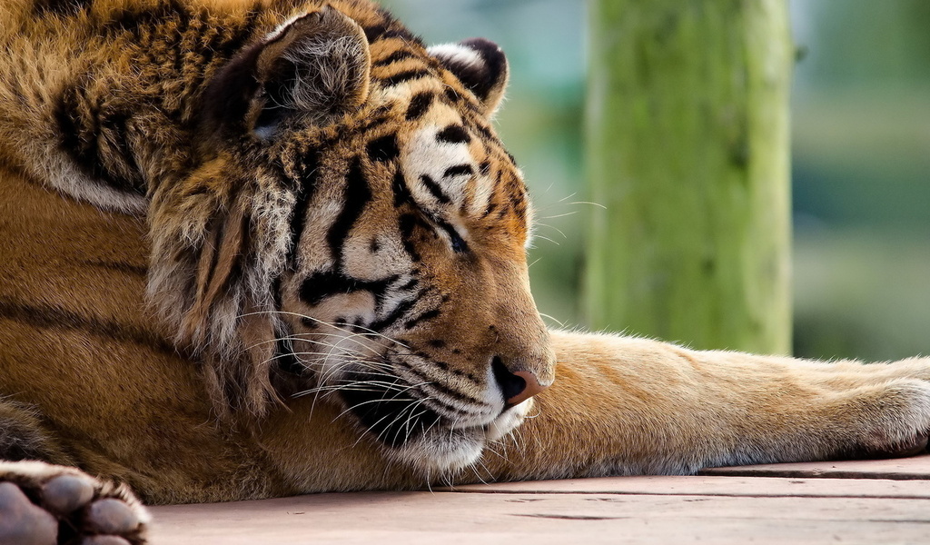 , , tiger, panthera tigris, , 
