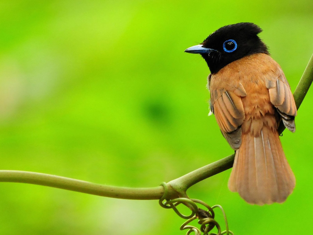 asian paradise-flycatcher, , , , 