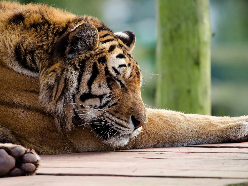 , , tiger, panthera tigris, , 