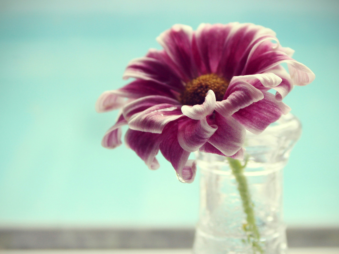 vase, flower, petals, , water, , , macro, , 