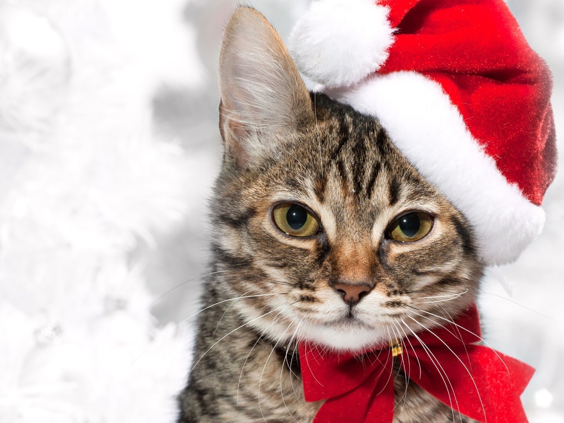 holidays, , , cat, New year,  , , 