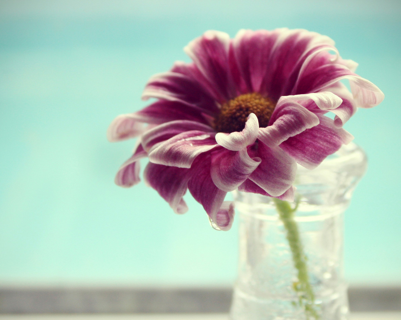 vase, flower, petals, , water, , , macro, , 