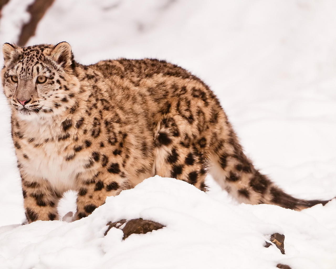  , snow leopard, uncia uncia, 