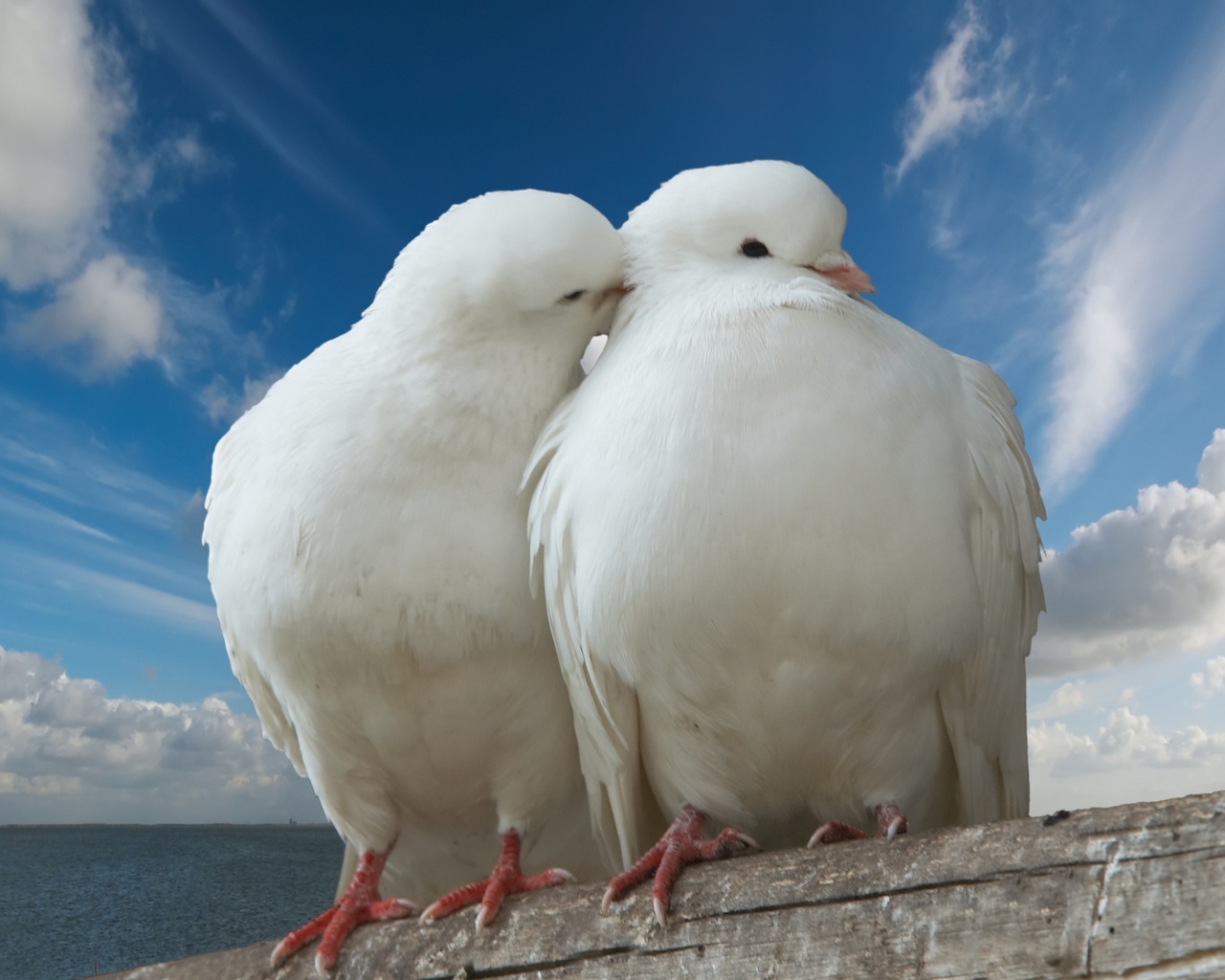 peace, dove, Pigeon, , sky, trunk, romance, romantic, sea, kiss, clouds, love