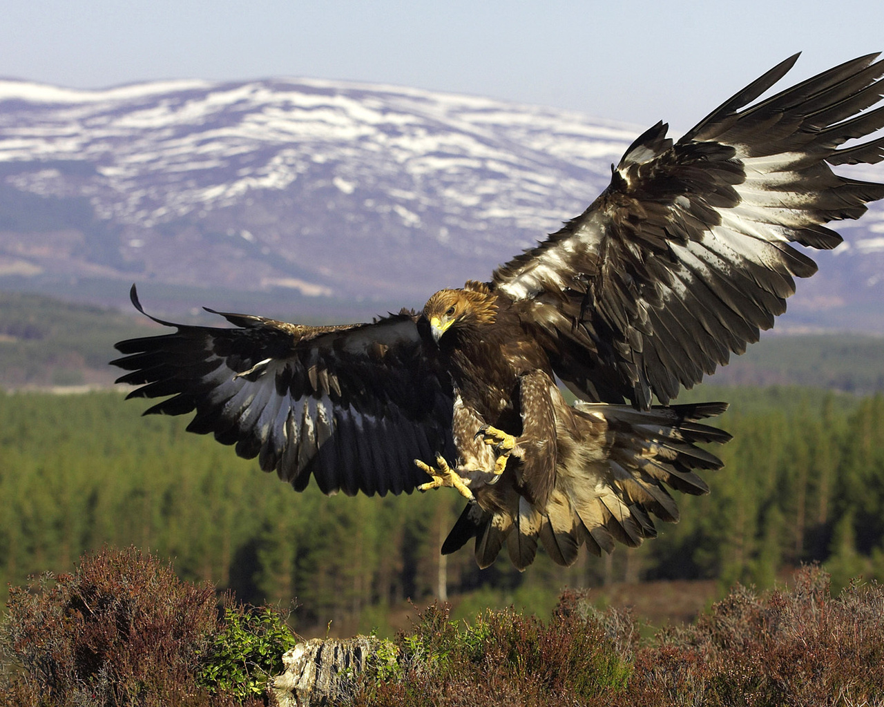 Golden eagle, ,  , , , 