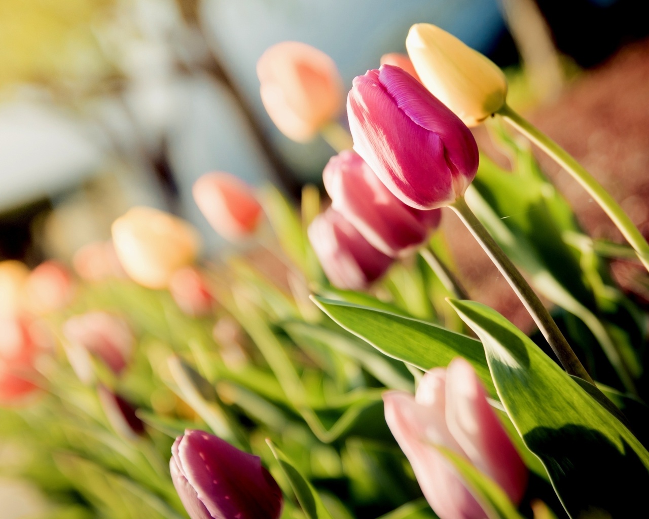 tulips, , , 