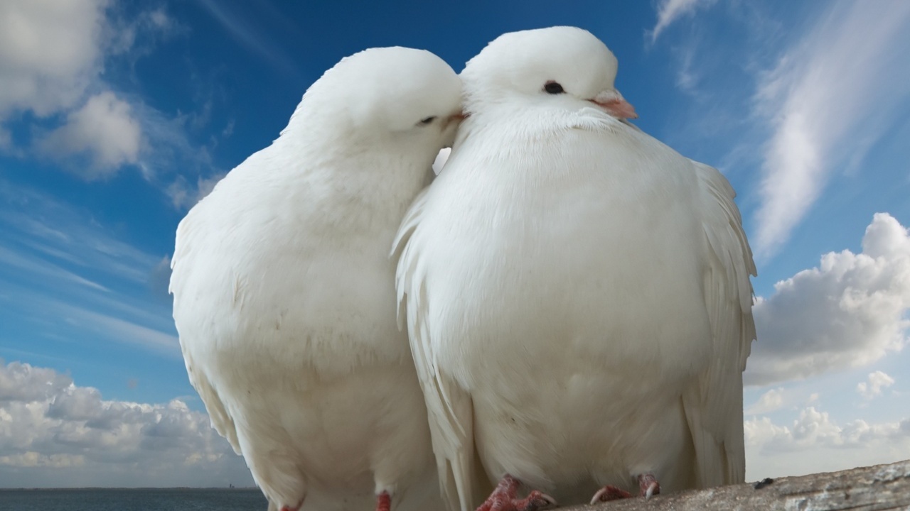 peace, dove, Pigeon, , sky, trunk, romance, romantic, sea, kiss, clouds, love