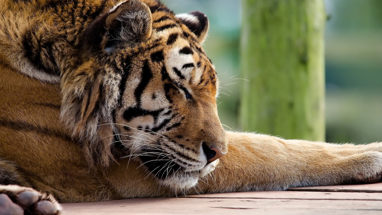 , , tiger, panthera tigris, , 