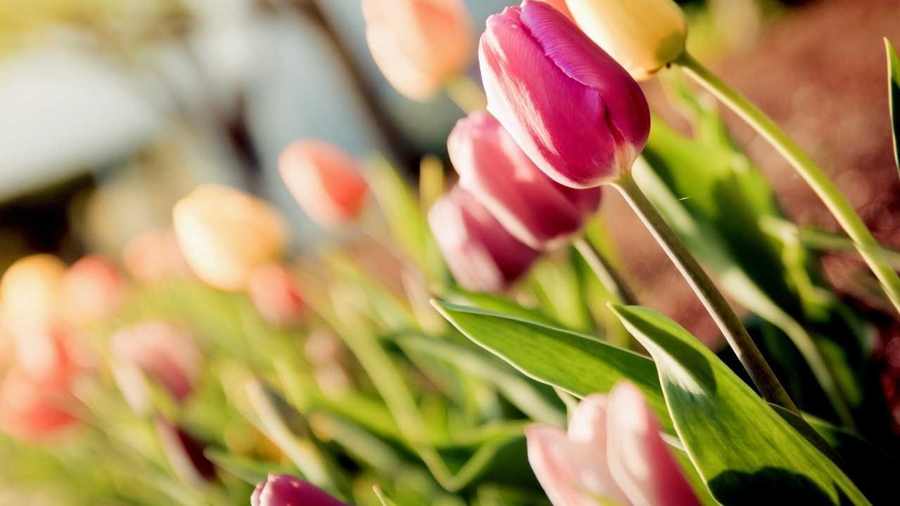 tulips, , , 