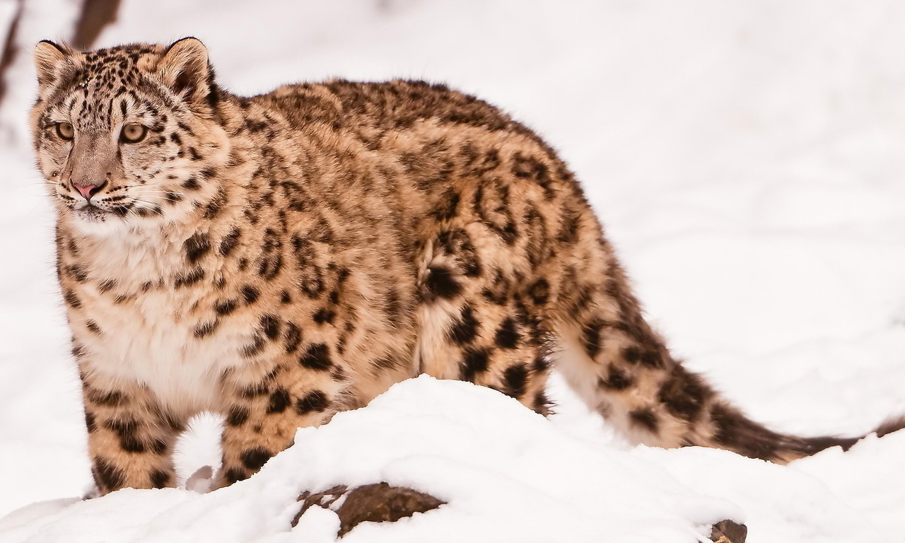  , snow leopard, uncia uncia, 