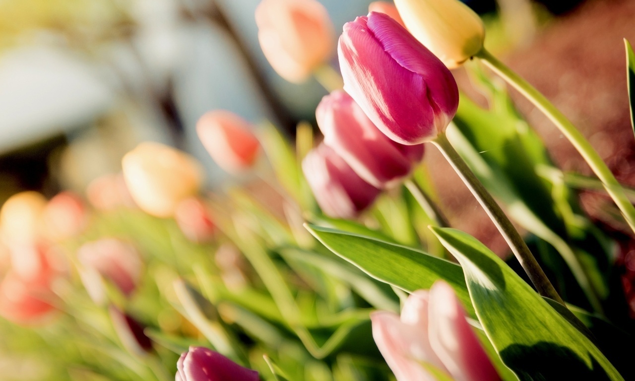 tulips, , , 