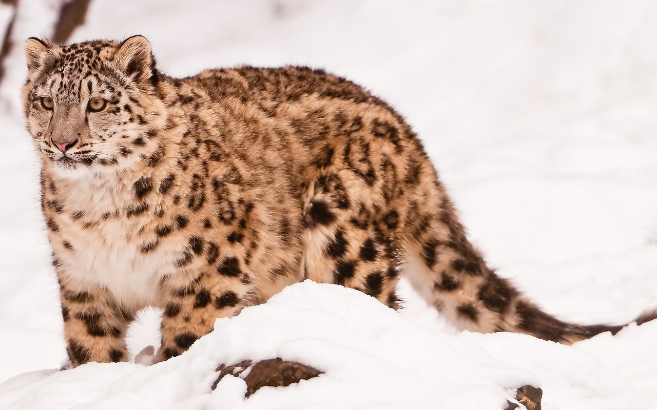  , snow leopard, uncia uncia, 