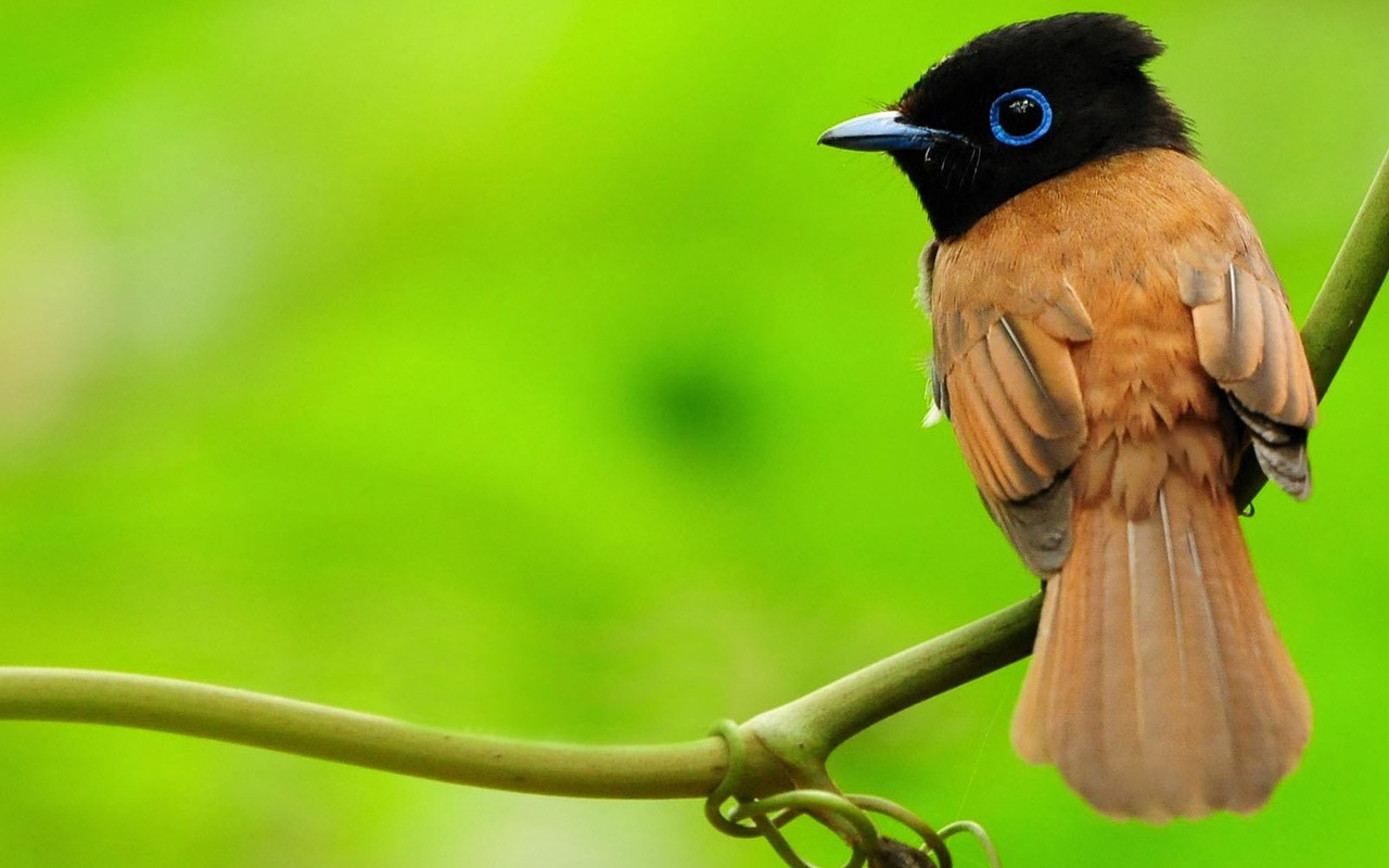 asian paradise-flycatcher, , , , 