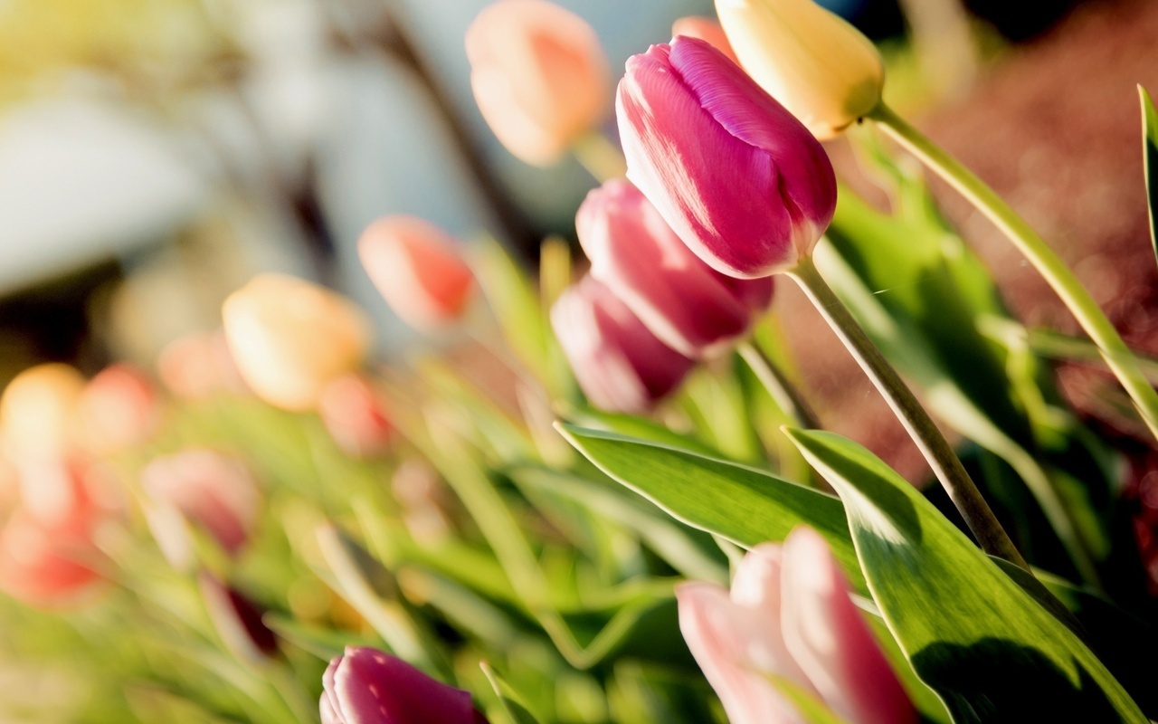 tulips, , , 