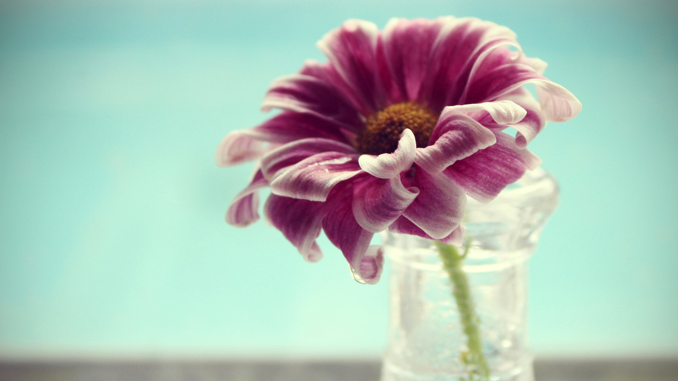 vase, flower, petals, , water, , , macro, , 