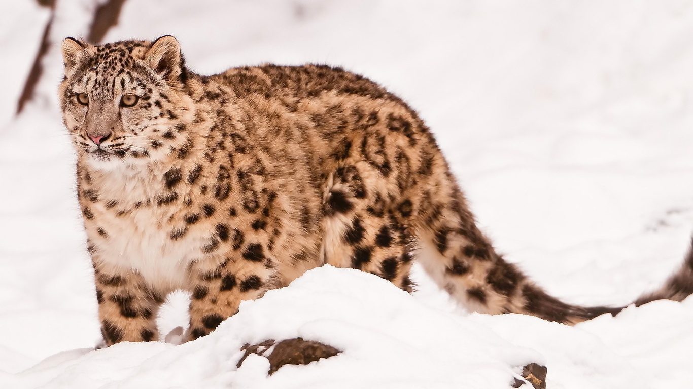  , snow leopard, uncia uncia, 