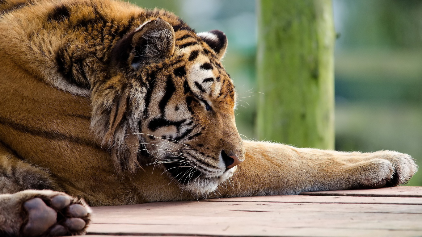 , , tiger, panthera tigris, , 