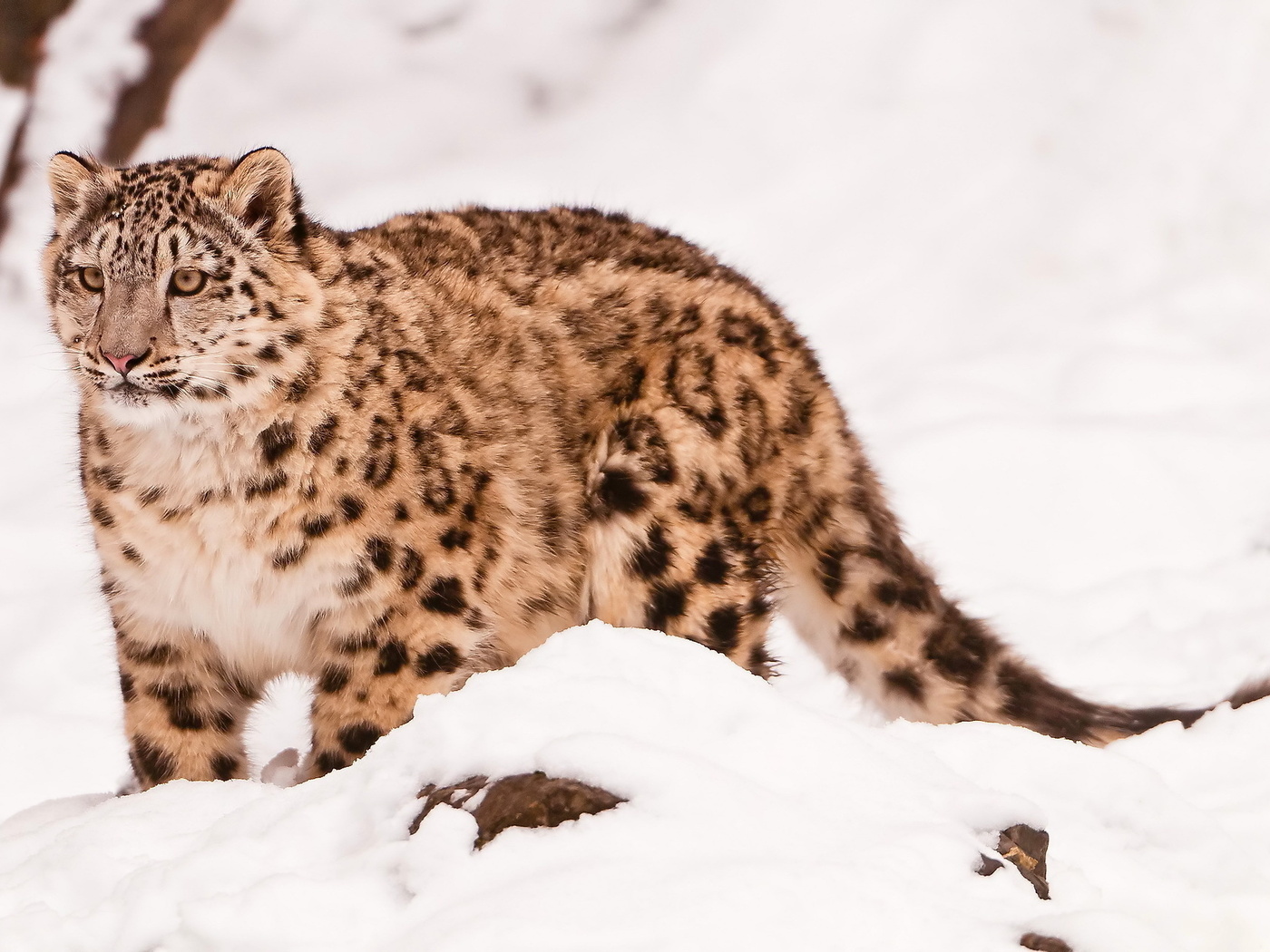  , snow leopard, uncia uncia, 
