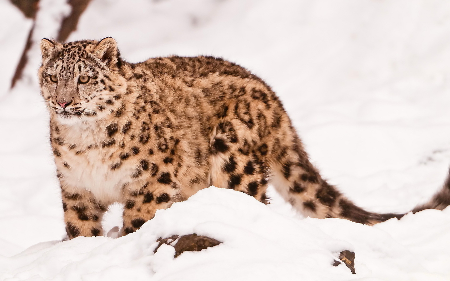  , snow leopard, uncia uncia, 